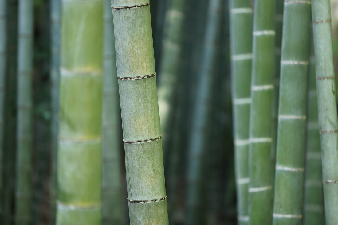 Bamboo & Sustainability - CherryGroveCraft