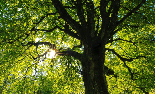 From Sustainable Materials to Beautiful Products: The Story of Cherry Grove Craft's Wooden Products - CherryGroveCraft