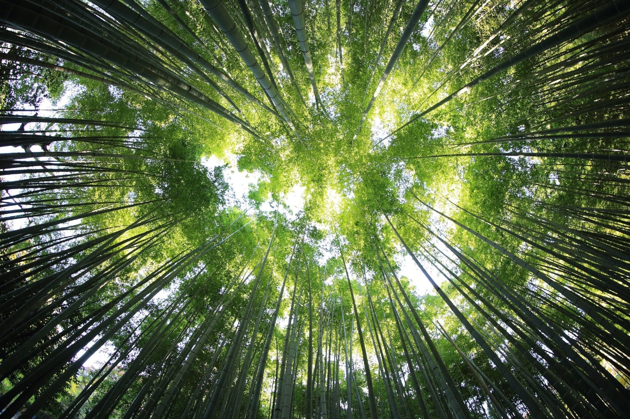 The Benefits of Using Bamboo for Eco-Friendly Products – CherryGroveCraft